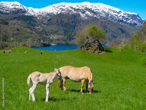Norwegian fjord horse with foal 3