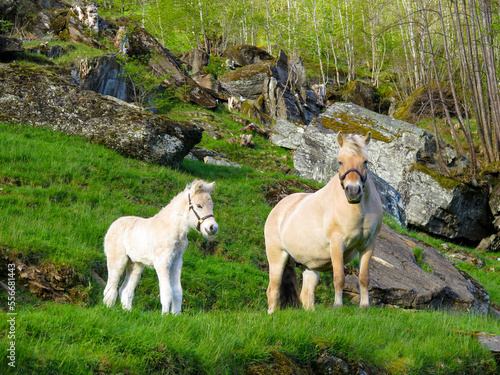 Schilderij op canvas Norwegian fjord horse with foal 1