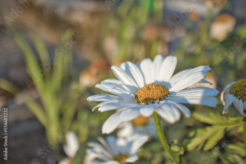 Blumenmeer im Sommer