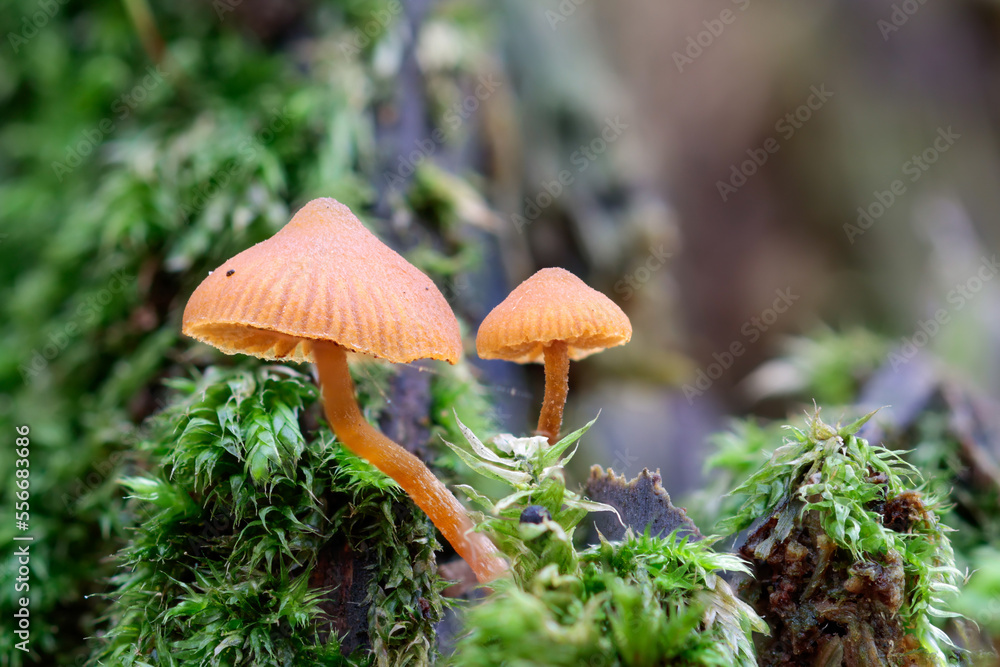 Pilze im Wald Pilze im Wald