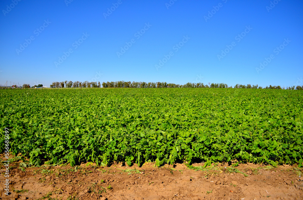 corn field in spring