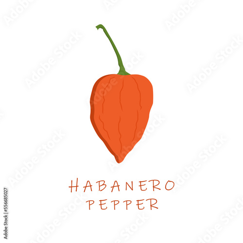 habanero pepper flat design vector illustration. Capsicum chinense habanero chili.