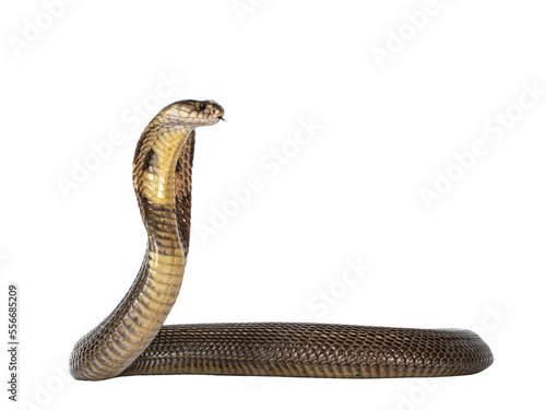 Adult Monocled cobra aka Naja kaouthia snake, in defense position. Isolated cutout on transparent background.