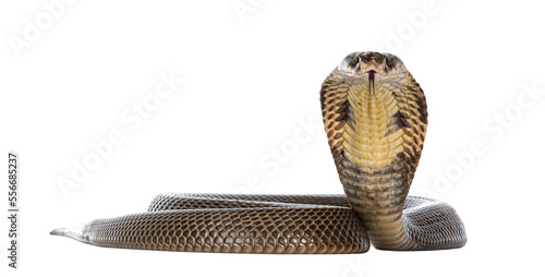 Adult Monocled cobra aka Naja kaouthia snake, in defense position. Isolated cutout on transparent background.