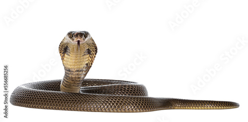 Bild auf Leinwand Adult Monocled cobra aka
Naja kaouthia snake, in defense position