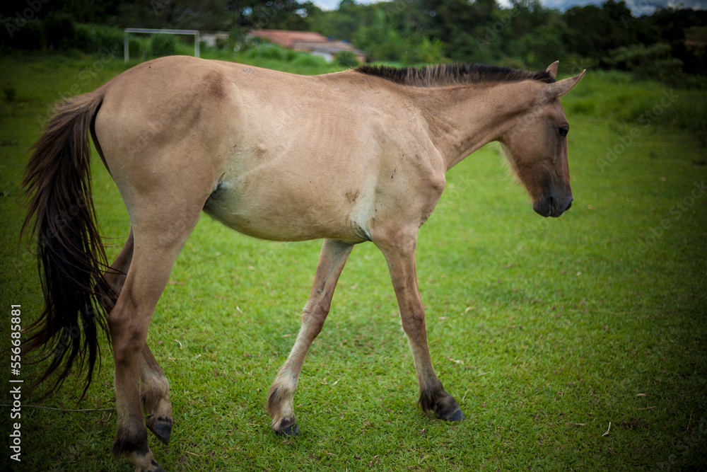Horse Horse