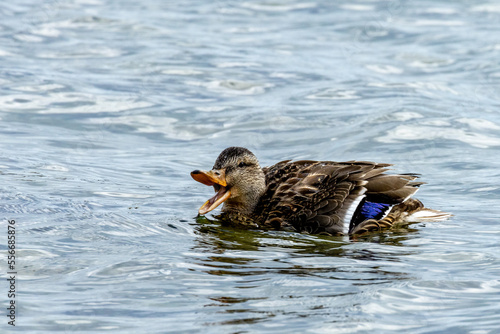 Wasservögel am Bodensee