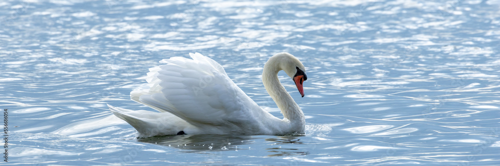 Obraz premium Wasservögel am Bodensee