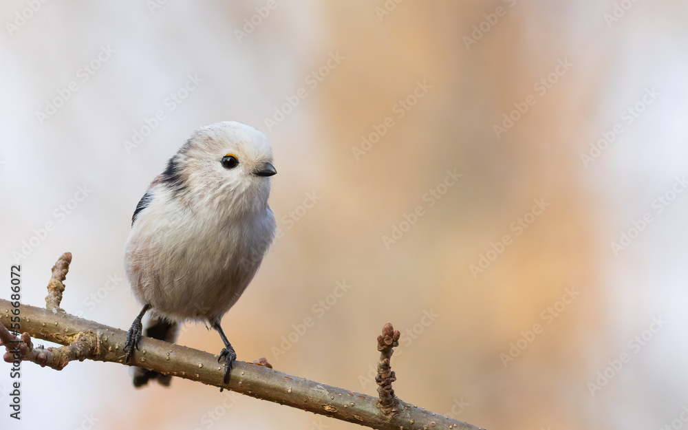 Long-tailed tit, Aegithalos caudatus. A bird sitting on a beautiful blurred background Long-tailed tit, Aegithalos caudatus. A bird sitting on a beautiful blurred background