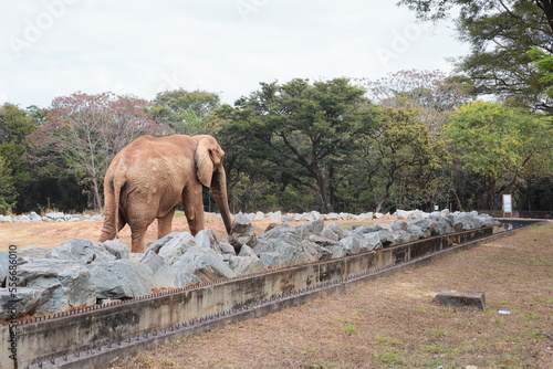 Elephante - Elefante photo