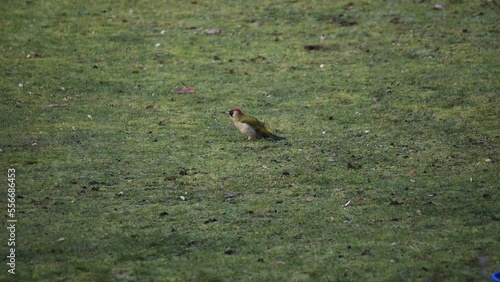The green woodpecker (Picus viridis) sitting on gras and picking for insects. European wildlife scene.