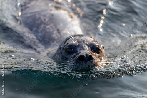 Seals in its natural habitat swimming in Dutch North Sea (Noordzee) The earless seals phocids or true seals are one of the three main groups of mammals within the seal lineage, Pinnipedia, Netherlands photo