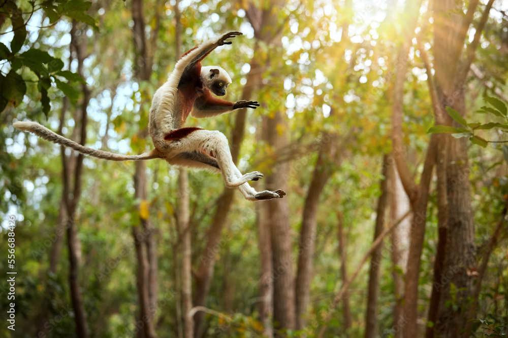 Fototapeta premium Jumping Coquerel's sifaka, Propithecus coquereli, jumping lemur in the air against rain forest canopy, monkey endemic to Madagascar, red and white colored fur and long tail. Madagascar