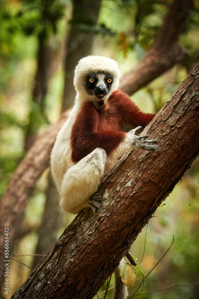 Obraz premium Coquerel's sifaka, Propithecus coquereli, lemur endemic to Madagascar, red and white colored fur, staring at camera,native rain forest envirnoment. Madagascar