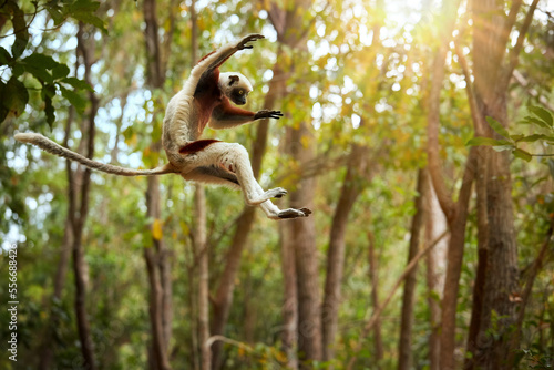 Jumping Coquerel's sifaka, Propithecus coquereli, jumping lemur in the air against rain forest canopy, monkey endemic to Madagascar, red and white colored fur and long tail.  Madagascar photo
