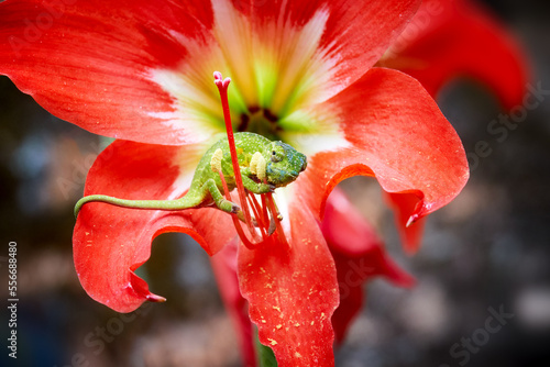 Canopy chameleon, Furcifer willsii. Green and blue colored chameleon on a red lily, close up, staring into the camera, vivid red and green shades of colors, wildlife of Madagascar photo