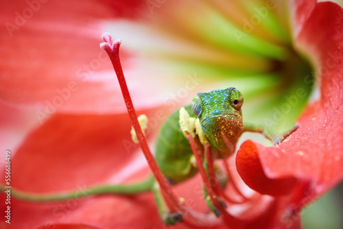 Canopy chameleon, Furcifer willsii. Green and blue colored chameleon on a red lily, close up, staring into the camera, vivid red and green shades of colors, wildlife of Madagascar photo