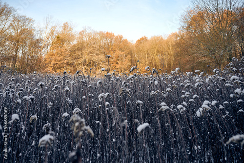 Winterliche Feldlandsschaft in der Morgensonne; Bad Honnef, NRW, Deutschland photo