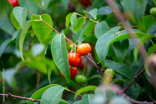 Pitanga (eugenia uniflora) é o fruto da pitangueira, dicotiledônea da família das mirtaceae.	
 photo