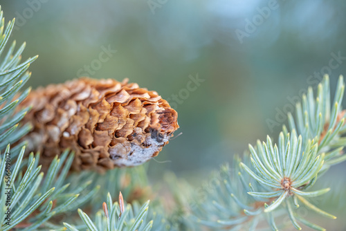 A cone on the branches of a silver fir tree.