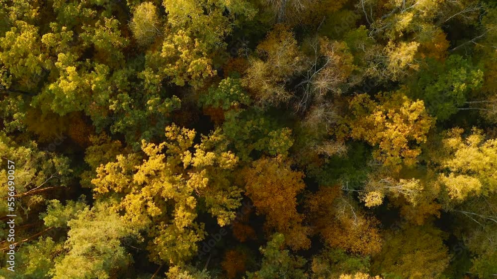 Aerial View Of Oak Forest 4K. Elevated View Of Woods Forest Landscape During Sunset In Autumn Evening. Calm Flight Above Fall Autumn Mixed Forest During Beautiful Sunset Evening. Sun Sunlight Through Aerial View Of Oak Forest 4K. Elevated View Of Woods Forest Landscape During Sunset In Autumn Evening. Calm Flight Above Fall Autumn Mixed Forest During Beautiful Sunset Evening. Sun Sunlight Through