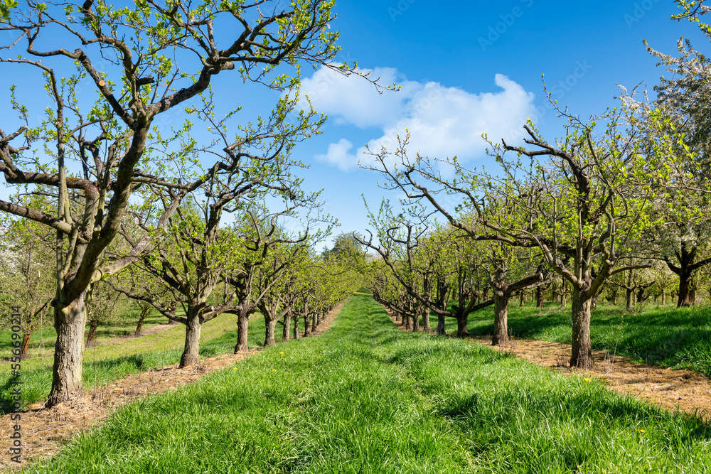 Fruit tree orchard against blue sky in spring Fruit tree orchard against blue sky in spring