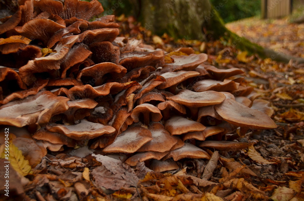 Fototapeta premium mushrooms in the forest