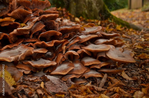 mushrooms in the forest