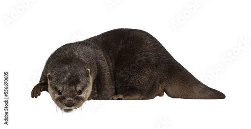 Cute young Asian small clawed otter aka Aonyx cinerea, standing side ways on edge. Looking down from edge towards camera. isolated on a transparent background.