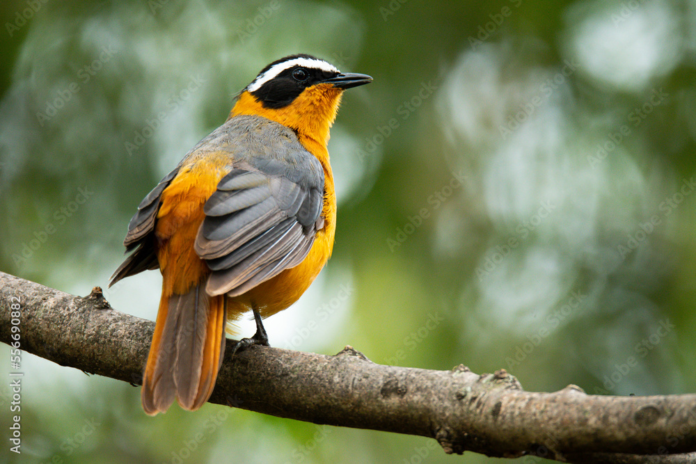 White browed robin chat in nature White browed robin chat in nature