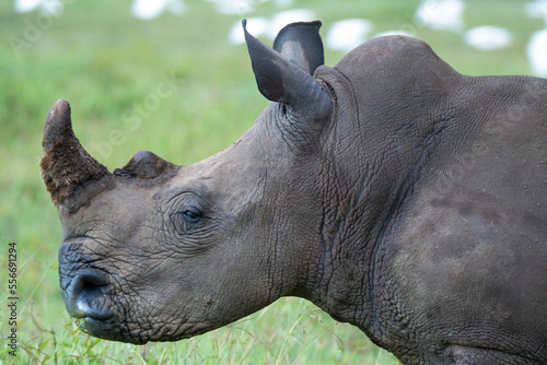White rhino with mossy horn photo