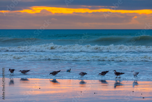 A beach with seagulls at sunset © hecke71