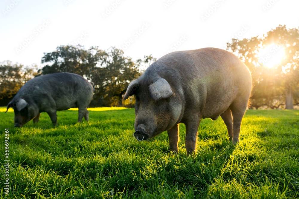Iberian pigs grazing in field during sunset Iberian pigs grazing in field during sunset
