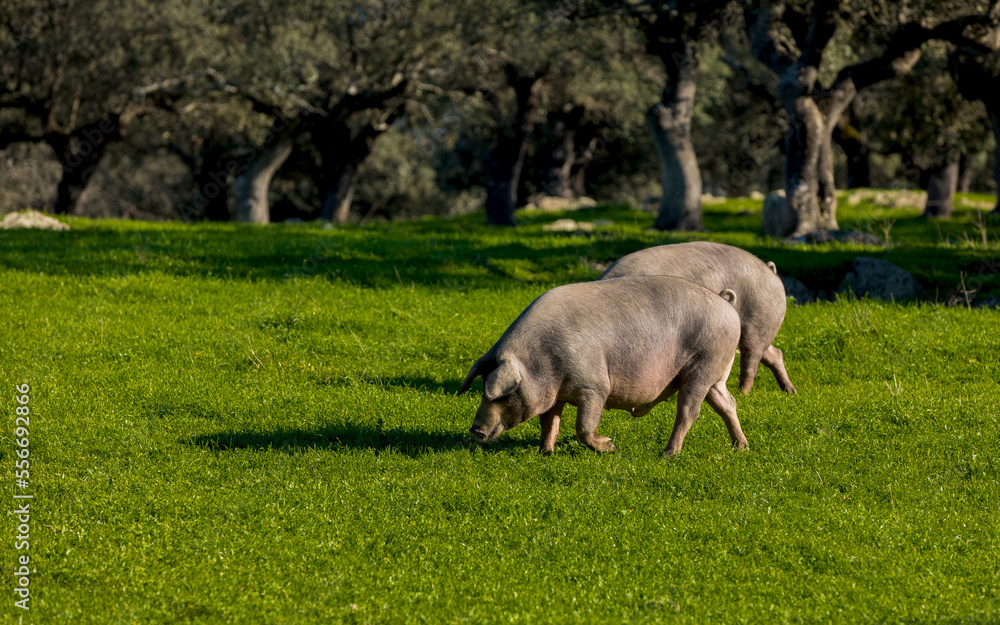 Iberian pigs grazing in field Iberian pigs grazing in field