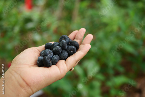 blue berry fruits on women hand in nature 