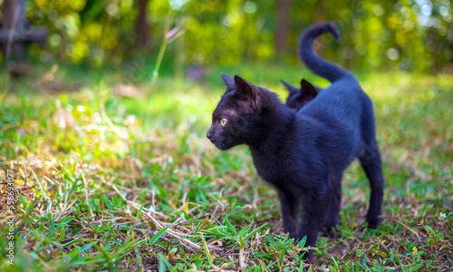 A cute black native Thai kitten walks on grass outdoors in the park in the sunlight morning.