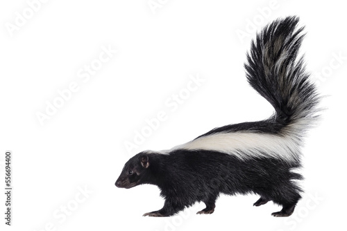 Cute classic black with white stripe young skunk aka Mephitis mephitis, walking side ways. Head up looking straight ahead with tail high up. Isolated cutout on transparent background. photo
