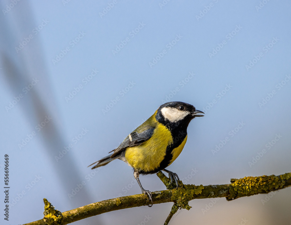 Fototapeta premium Kohlmeise.