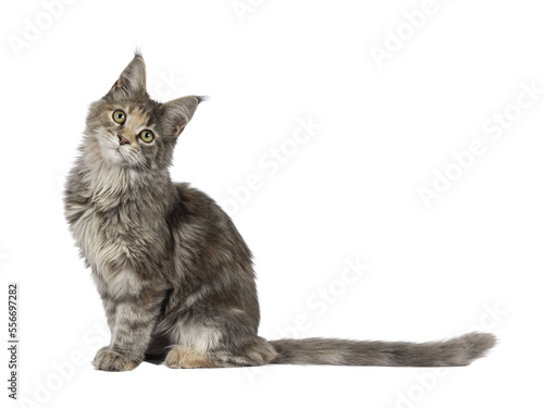 Cute blue tortie Maine Coon cat kitten, sitting up side ways. Looking towards camera. Isolated on a transparent background. photo