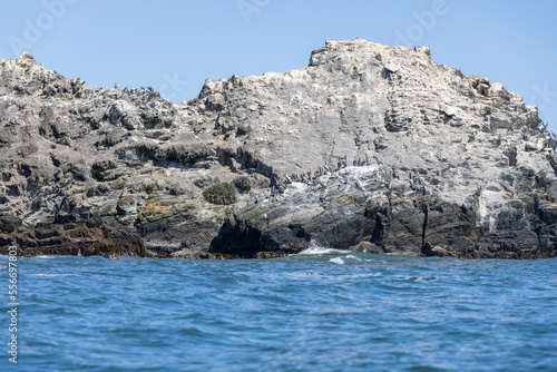 Pelicans on a huge rock in the sea at Isla Maiquillahue near Valdivia, Chile