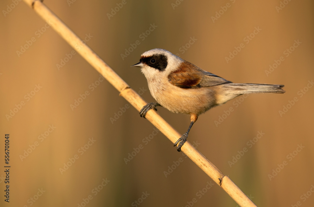 Obraz premium Penduline tit ( Remiz pendulinus ) - male