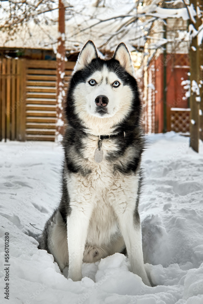 Husky dog in winter snowy sunny forest. Winter snowy landscape. Outdoor fun with pet.