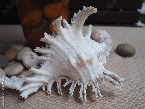 Ramose murex, Branched murex; Scientific name: Chicoreus ramosus is a mollusk in the mollusk family on a 3 rows of spiny shells displayed on a table with stones of various sizes.
 photo