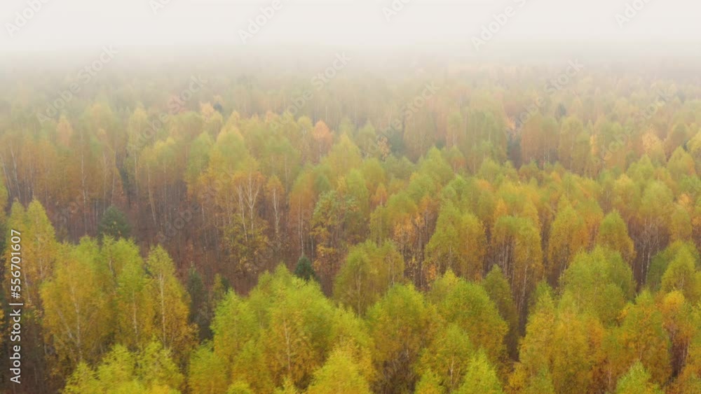 Aerial view over the autumn golden birch forest throug the clouds and fog Aerial view over the autumn golden birch forest throug the clouds and fog