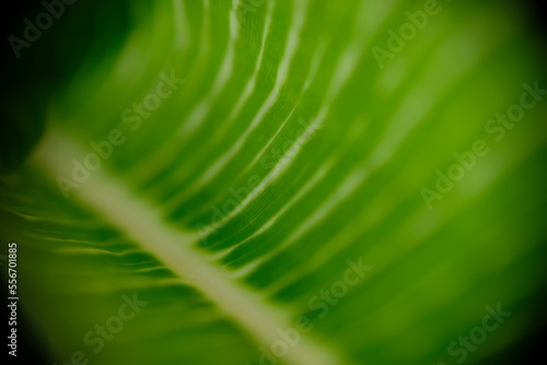 Close up of Aglaonema Brilliant leaf with selective focus.