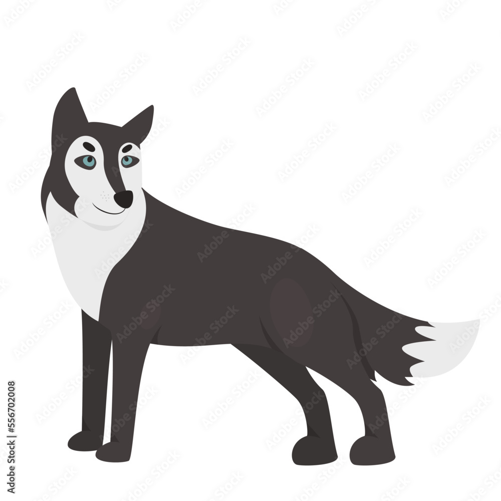 Wild predator wolf. Howling wildlife dog, forest carnivore hunter vector illustration