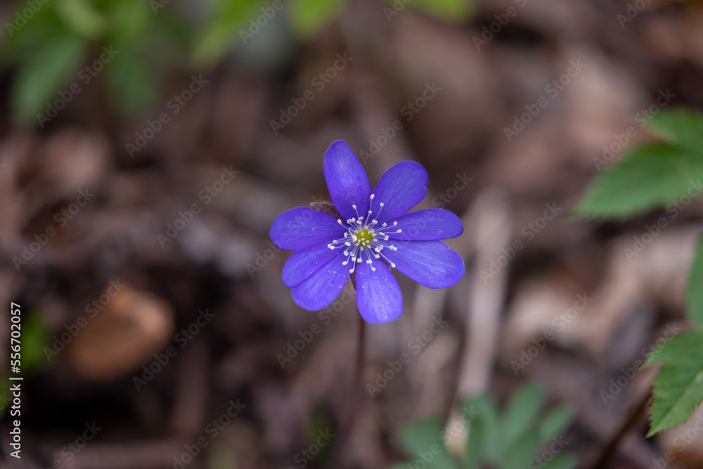 Common Hepatica or Anemone Hepatica, Blue Blossom Wild Flower. Violet Purple Hepatica Nobilis, First Spring Flower in the Blurred Background of Nature. Common Hepatica or Anemone Hepatica, Blue Blossom Wild Flower. Violet Purple Hepatica Nobilis, First Spring Flower in the Blurred Background of Nature.