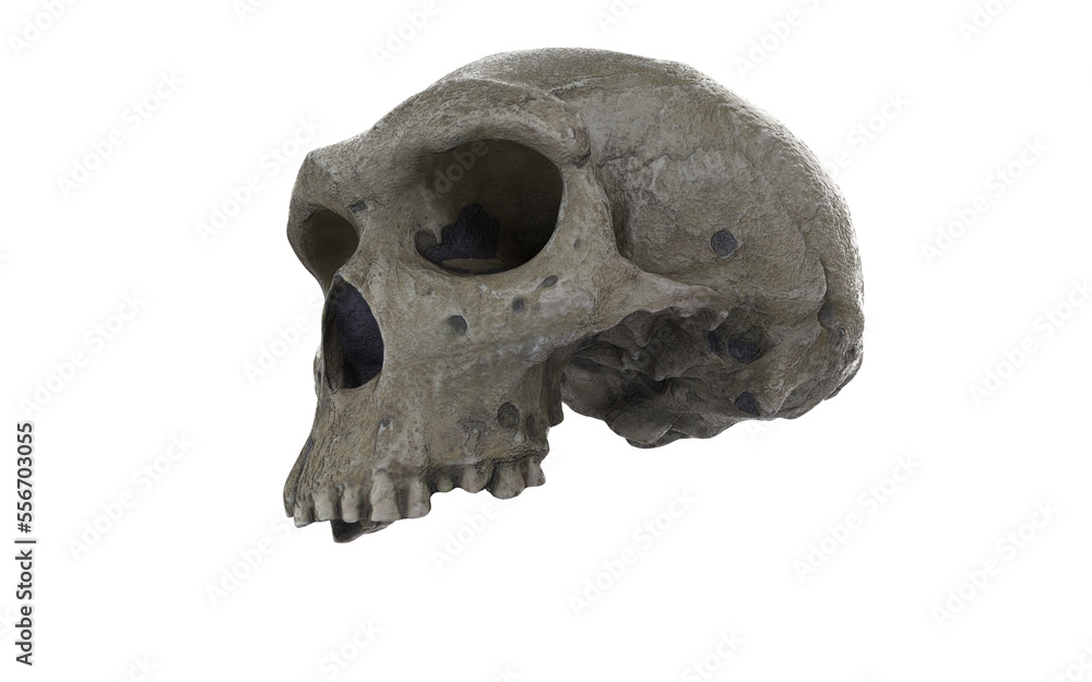 caveman skull with few tients on white background caveman skull with few tients on white background