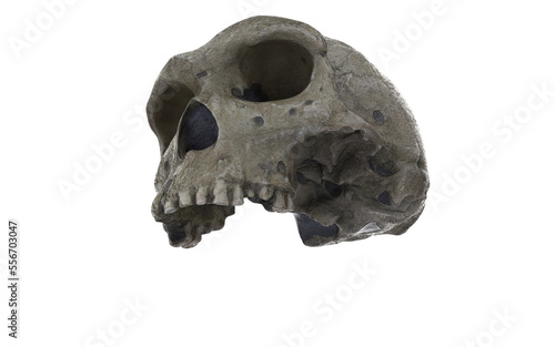 caveman skull with few tients on white background