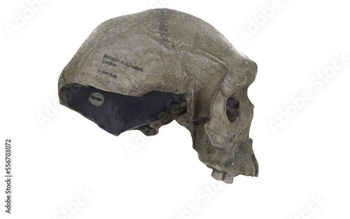 caveman skull with few tients on white background